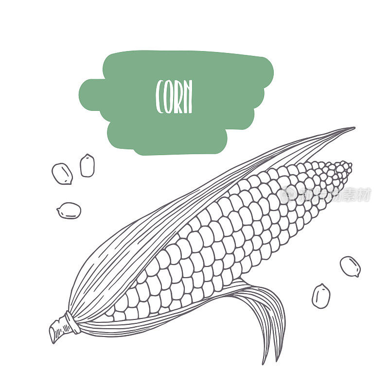 Hand drawn corn isolated on white. Sketch style vegetables with slices for market, kitchen or food package design